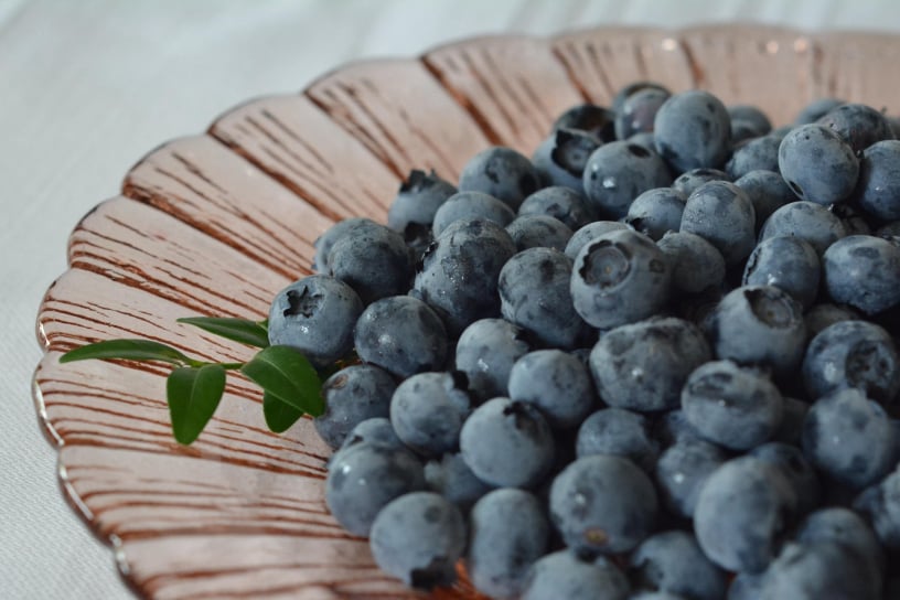 MANUBOLU Blaubeer Pulver - Bald verfügbar, reich an Antioxidantien und Vitamin K